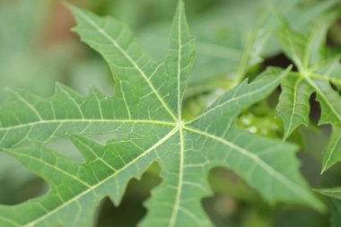 Arka bahçede papaya yaprakları yakın çekim, genellikle ilaç ve sebze için kullanılır.