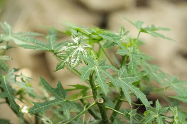 Arka bahçede papaya yaprakları yakın çekim, genellikle ilaç ve sebze için kullanılır.