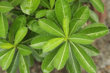 Arka planda yeşil yapraklar
