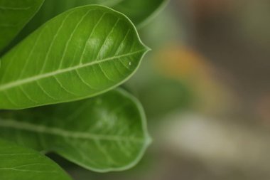 Zanzibar taşı / Zamioculcas yaprakları, arkaplan için makro çekim