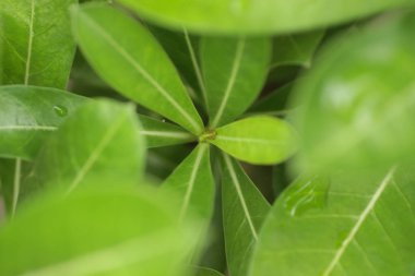 Arka planda yeşil yapraklar