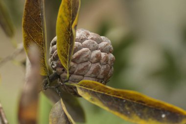 Bahçedeki şeker-elma / Annona squamosa bitkisi