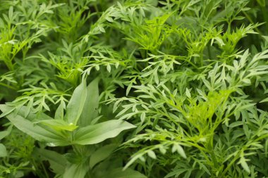 Arka planda yeşil yapraklar