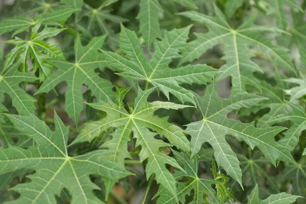 Közelkép Papaya Levelek Kertben Általában Használják Orvostudomány Zöldség — Stock Fotó