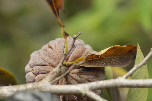 Цукрове Яблуко Рослина Квасолі Аннона Городі — стокове фото