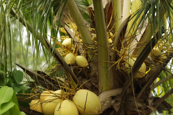 Cocos nucifera L. / Kelapa Gading, one kind of coconut that has yellow rind, usually grown at tropical area