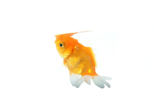 Oranda Goldfisch Carassius Auratus Auratus Auf Einem Isolierten Hintergrund — Stockfoto