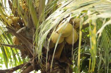 Cocos nucifera L. / Kelapa Gading, genellikle tropikal bölgede yetişen sarı kabuklu bir hindistan cevizi türü.