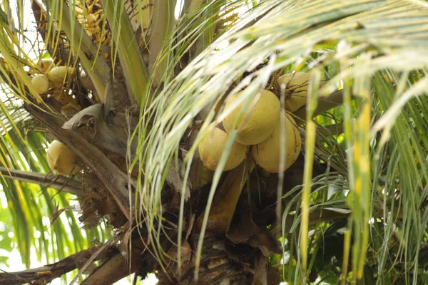 Cocos Nucifera Kelapa Gading One Kind Coconut Has Yellow Rind — Stock Photo, Image