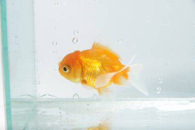 Oranda japon balığı / Carassius auratus, izole bir arka planda.