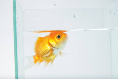 Oranda japon balığı / Carassius auratus, izole bir arka planda.
