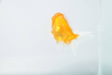 Oranda japon balığı / Carassius auratus, izole bir arka planda.