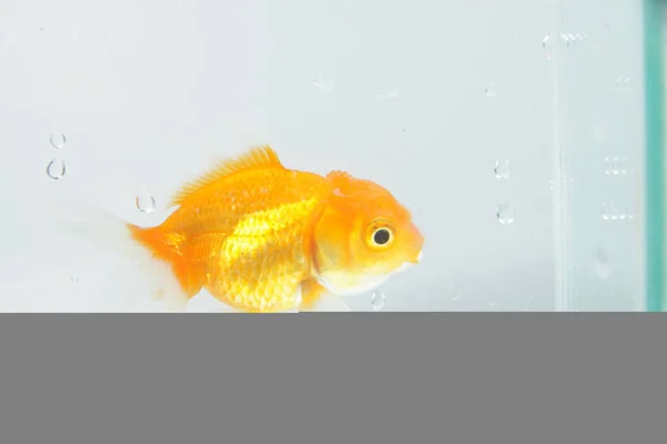 Oranda Goldfish Carassius Auratus Auratus Sobre Fundo Isolado — Fotografia de Stock