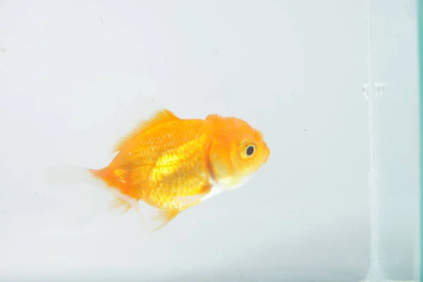 Oranda Goldfish Carassius Auratus Auratus Isolated Background — Stock Photo, Image