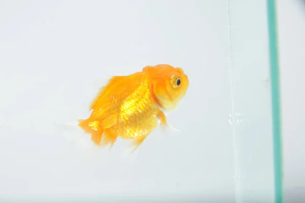 Oranda Goldfish Carassius Auratus Auratus Isolated Background — Stock Photo, Image