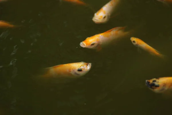 Peixe Tilápia Nilo Cor Laranja Oreochromis Niloticus Lagoa — Fotografia de Stock