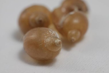 Temiz su salyangozunun kabuğunu izole edilmiş bir arkaplanda yakın çekim yap.