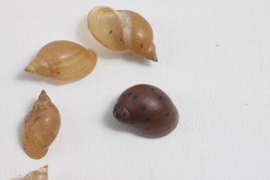 Temiz su salyangozunun kabuğunu izole edilmiş bir arkaplanda yakın çekim yap.