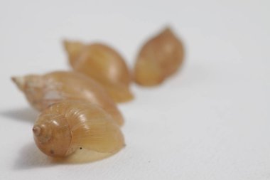 Temiz su salyangozunun kabuğunu izole edilmiş bir arkaplanda yakın çekim yap.