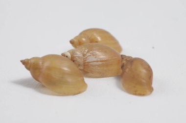 Temiz su salyangozunun kabuğunu izole edilmiş bir arkaplanda yakın çekim yap.