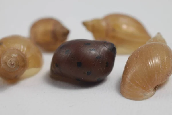 Close Shot Fresh Water Snail Shell Isolated Background — Stock Photo, Image