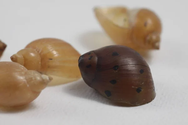 Close Tiro Concha Caracol Água Doce Fundo Isolado — Fotografia de Stock