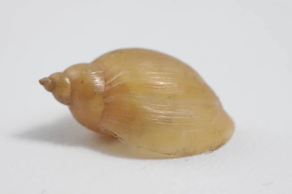 Close Shot Fresh Water Snail Shell Isolated Background — Stock Photo, Image