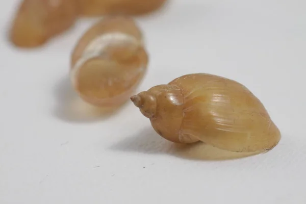 Close Tiro Concha Caracol Água Doce Fundo Isolado — Fotografia de Stock