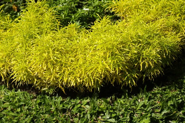 Zierpflanze Garten — Stockfoto