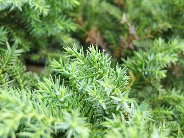 Lose Shot Temple Juniper Juniperus Rigida Leafs Background Wallpaper — 스톡 사진