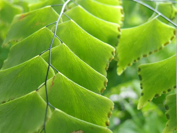 Макроснимок Adiantum Листья Папоротника Фона Обои — стоковое фото