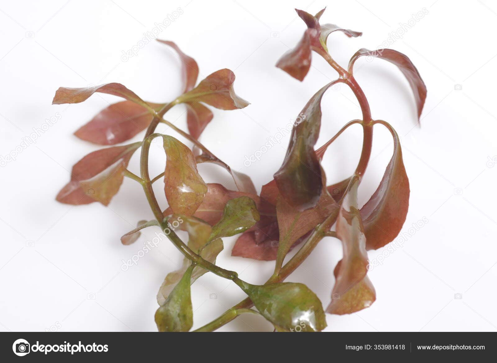 Ludwigia Repens Also Known Water Primrose Freshwater Aquarium Plant  Originated — Stock Photo © janu.indra@gmail.com #353981418, image size:1167x1600