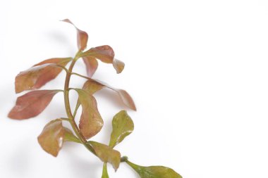 Ludwigia, Kuzey Amerika 'dan gelen bir tatlı su akvaryumu olan Water Primrose olarak da bilinir.