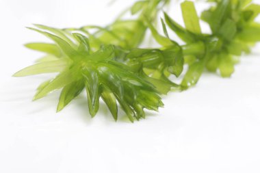Egeria densa / Brazilian waterweed, is a species of 'Egeria' native to warm temperate South America in southeastern Brazil, Argentina, and Uruguay, usualy used for aquascape plant clipart
