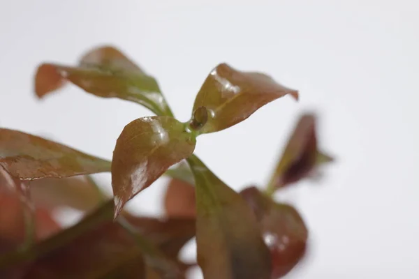 Ludwigia Repens Také Známý Jako Water Primrose Sladkovodní Akvárium Rostlina — Stock fotografie