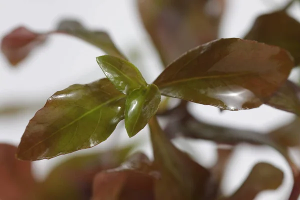 Ludwigia Repens También Conocida Como Agua Primrose Una Planta Acuario — Foto de Stock