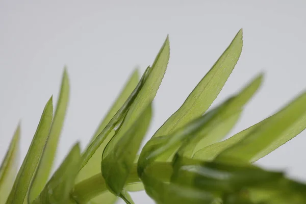 エゲリア デンサ Egeria Densa Brazian Waterweed ブラジル南東部 アルゼンチン ウルグアイの温帯南アメリカに自生する エゲリア — ストック写真