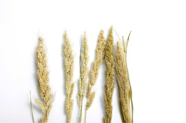 Kurutulmuş Tilki Kuyruğu darı, bilimsel adı Setaria italica (Panicum italicum L.), en çok ekilen ikinci darı türü ve Asya 'nın en çok yetişen darı türüdür.