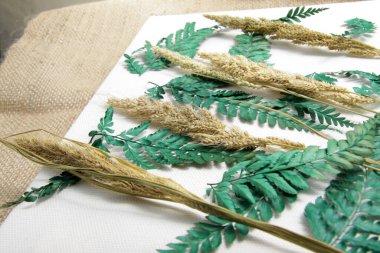 Kurumuş kadın eğreltiotu yaprakları ve sanat eseri yapmak için tilki kuyruklu darı yakın çekim