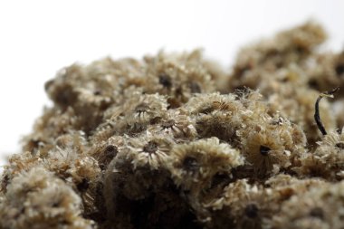 Endonezya 'ya özgü bir bitki türü olan kurutulmuş Anafalis javanica ya da Cava edelweiss' in yakın plan çekimi..