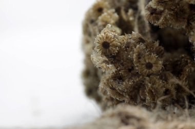 Endonezya 'ya özgü bir bitki türü olan kurutulmuş Anafalis javanica ya da Cava edelweiss' in yakın plan çekimi..
