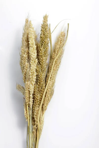 Dried Foxtail Millet Scientific Name Setaria Italica 동의어 Panicum Italicum — 스톡 사진