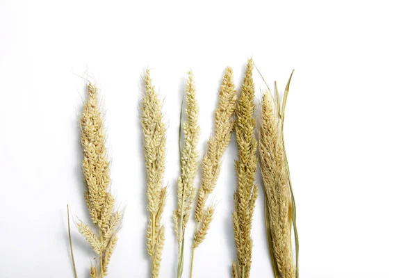 Sušené Proso Foxtail Vědecký Název Setaria Italica Synonymum Panicum Italicum — Stock fotografie