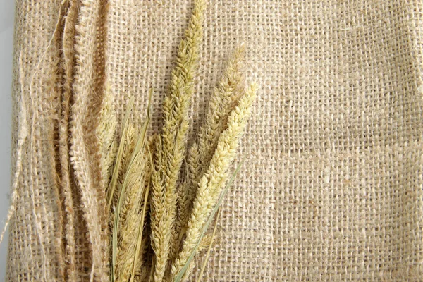 Висушений Foxtail Millet Наукова Назва Setaria Italica Синонім Panicum Italicum — стокове фото