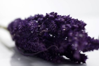 Kurutulmuş Tilki Kuyruğu darı, bilimsel adı Setaria italica (Panicum italicum L.), en çok ekilen ikinci darı türü ve Asya 'nın en çok yetişen darı türüdür.