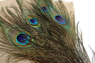 Tavus kuşu (erkek Peafowl) tüyünün eşsiz bir göz şekli olan resmi 