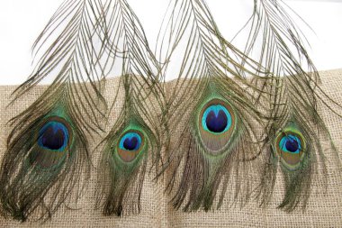 Tavus kuşu (erkek Peafowl) tüyünün eşsiz bir göz şekli olan resmi 