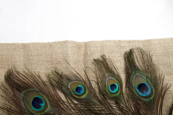 Picture Peacock Male Peafowl Feather Have Unique Eyes Shape Pattern — Stock Photo, Image