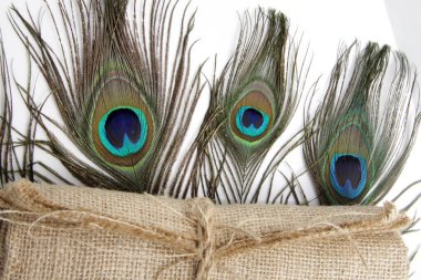 Tavus kuşu (erkek Peafowl) tüyünün eşsiz bir göz şekli olan resmi 