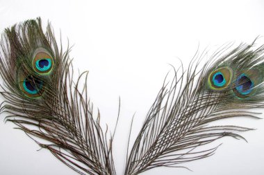 Tavus kuşu (erkek Peafowl) tüyünün eşsiz bir göz şekli olan resmi 